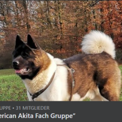 Der American Akita Bei Der Barenjagd Bare Mountain American Akita